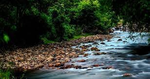 kalikesam